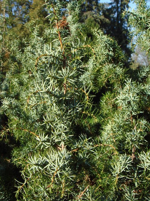 Juniperus communis rameau